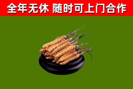 潼南区烟酒回收冬虫夏草.jpg